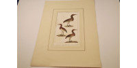 Gravure d’oiseaux ancienne colorée à la main Tav. 99